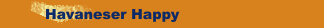 Havaneser Happy